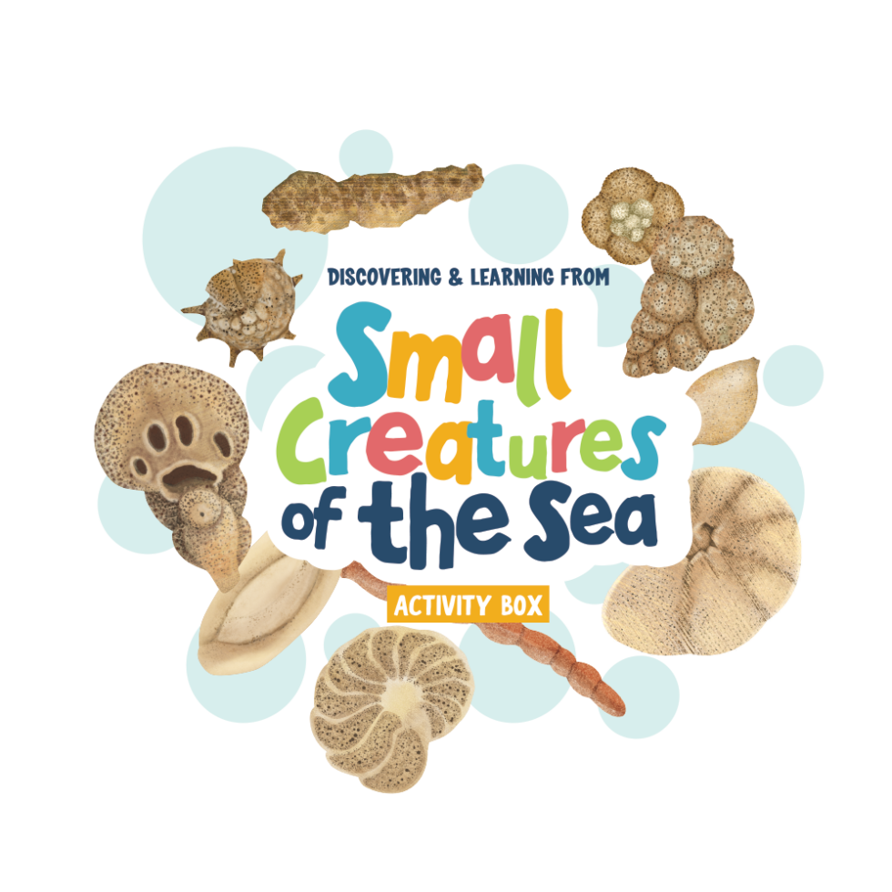 Foraminifera activity box before dinosaurs
